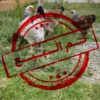 دجاج براهما بشاير ( تم البيع ) (تم البيع )