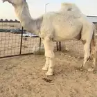 قعود حيسوني