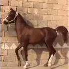حصان كفو جدا