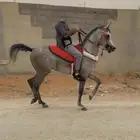 حصان