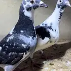 طبه مميزة جدا انبريد (Harry x Black power)