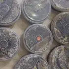 عسل سمره شمع انتاج جديد
