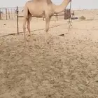 بكره