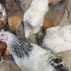 دجاج براهما