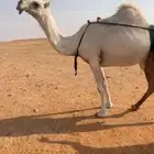 ضروبه سليمه من العذاريب الموقع شرق الخرج