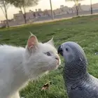 فرخ بغباء كاسكو