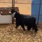 تيس عارضي