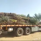 نخل للبيع