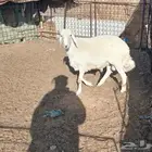 خروف فحل ينسف شرط