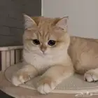 قطه للتزاوج