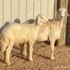 للبيع حرية صنف ومعها طلي مشروع فحل((تم البيع)))