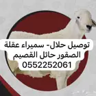 توصيل حلال حائل القصيم سميراء عقلة الصقور المدينه المنوره