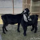 معزا عوارض صنف