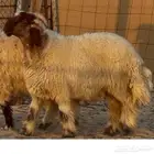 جذعان نعيم صنف معرفه