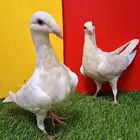 طبه هومر ليمون