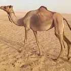 عشاير ثثنبن البيع جمله