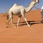 للبيع بكره وقعود بواتل طيبه