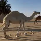 عشرا ضروبه وبنتها