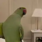 ببغاء مفقود