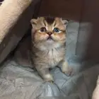 كتن ذكر اسكوتش فولد بيور للبيع