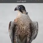 جير بريرا بكر