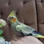 فروخ كروان كوكتيل عمر شهرين