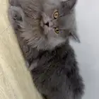 للتبني