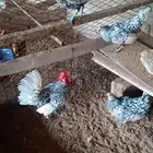 دجاج سبرايت شبابي