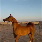 مهره واهو كوالتي