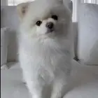 بوميرانيان ذكر