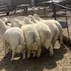 طليان جبره