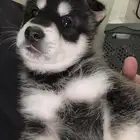 كلب نصف هاسكي نصف جيرمن