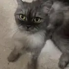 قط ضائع جدة الحمدانيه