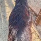 جفره سمين