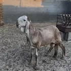 خروف درماني