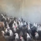 دجاج فيومي