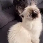 قطة هملايا للتبني