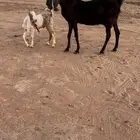 عنز هولنديه متوم خصصم