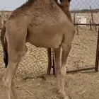 حشوان لبانية على الحليب