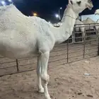 لللبيع الضريبه الكفو ع جميع الشروط