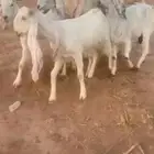معزاء مشاريك بيض