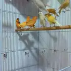 ازواج كناري مشكله