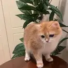 قطه للتبني