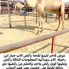 ناقة