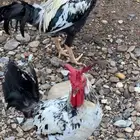 أربعة ديوكة بلدي للبيع
