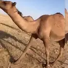 بكار لقيا 2 الموقع ساموده