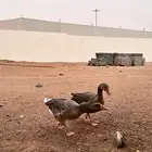 ديك و وزتين ذكور