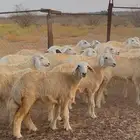 رخال حريه طيبه وكفو