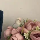 روز اليف للبيع مستعجل بستر مناسب