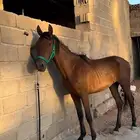 تحصان مشروك